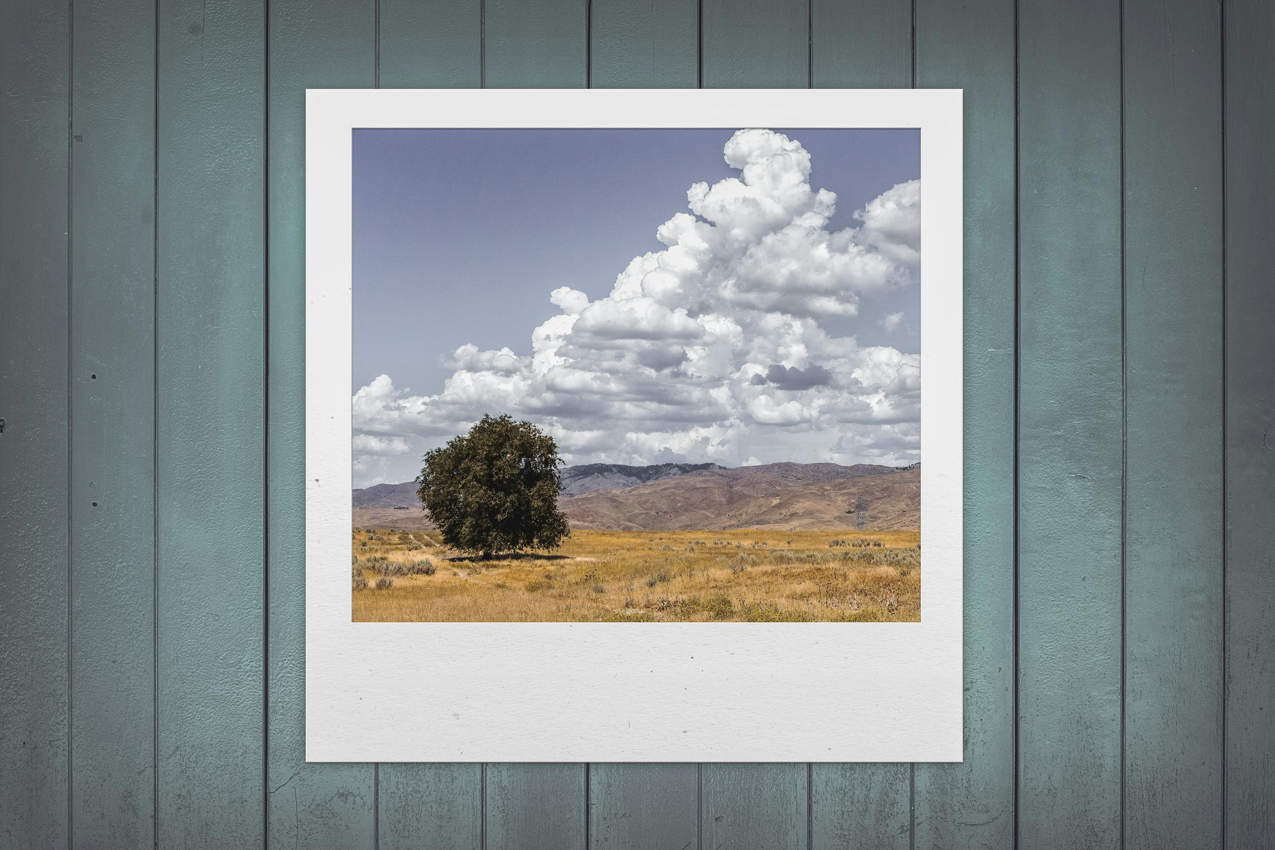 A vintage Polaroid photo of a tree in a field against a wooden plank wall, emphasizing rustic charm.